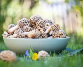 morilles