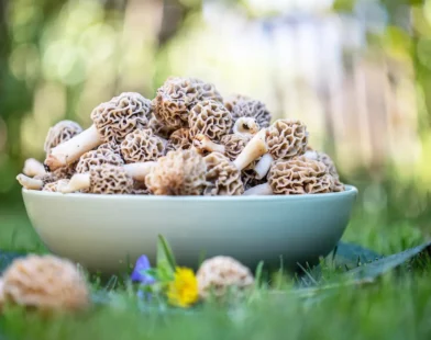 morilles