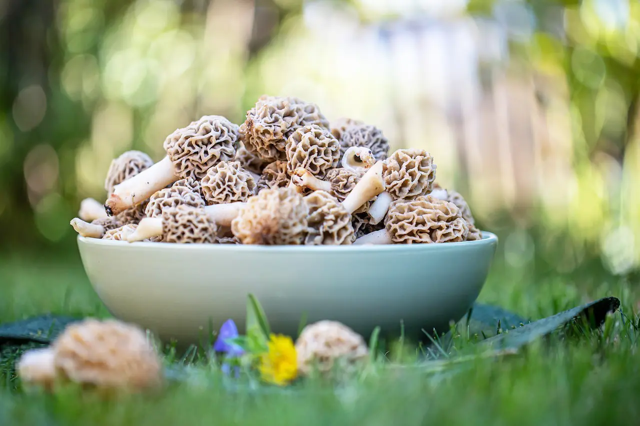 morilles